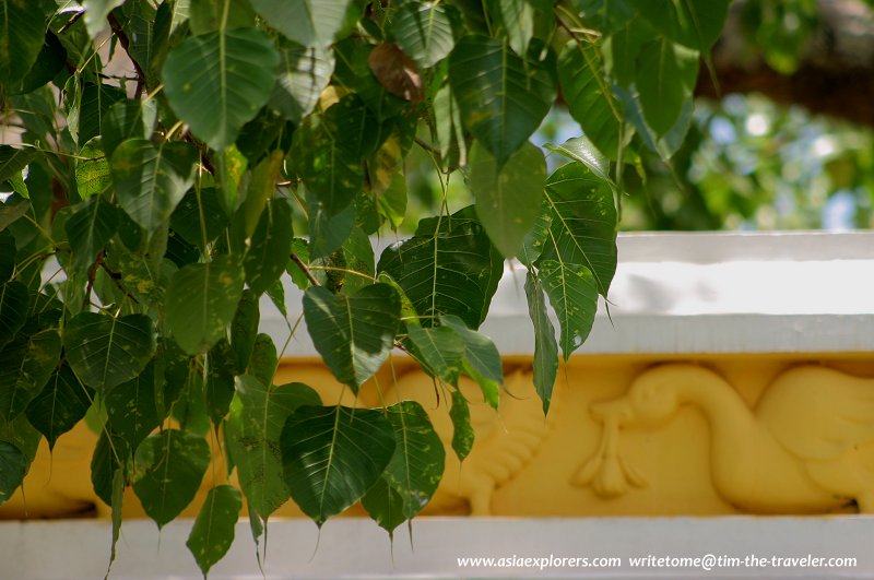 Leaves of the Sri Maha Bodhi Tree